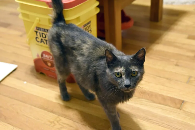 A young medium-sized female Domestic Short Hair cat named Chapeau for adoption in Walled Lake, MI