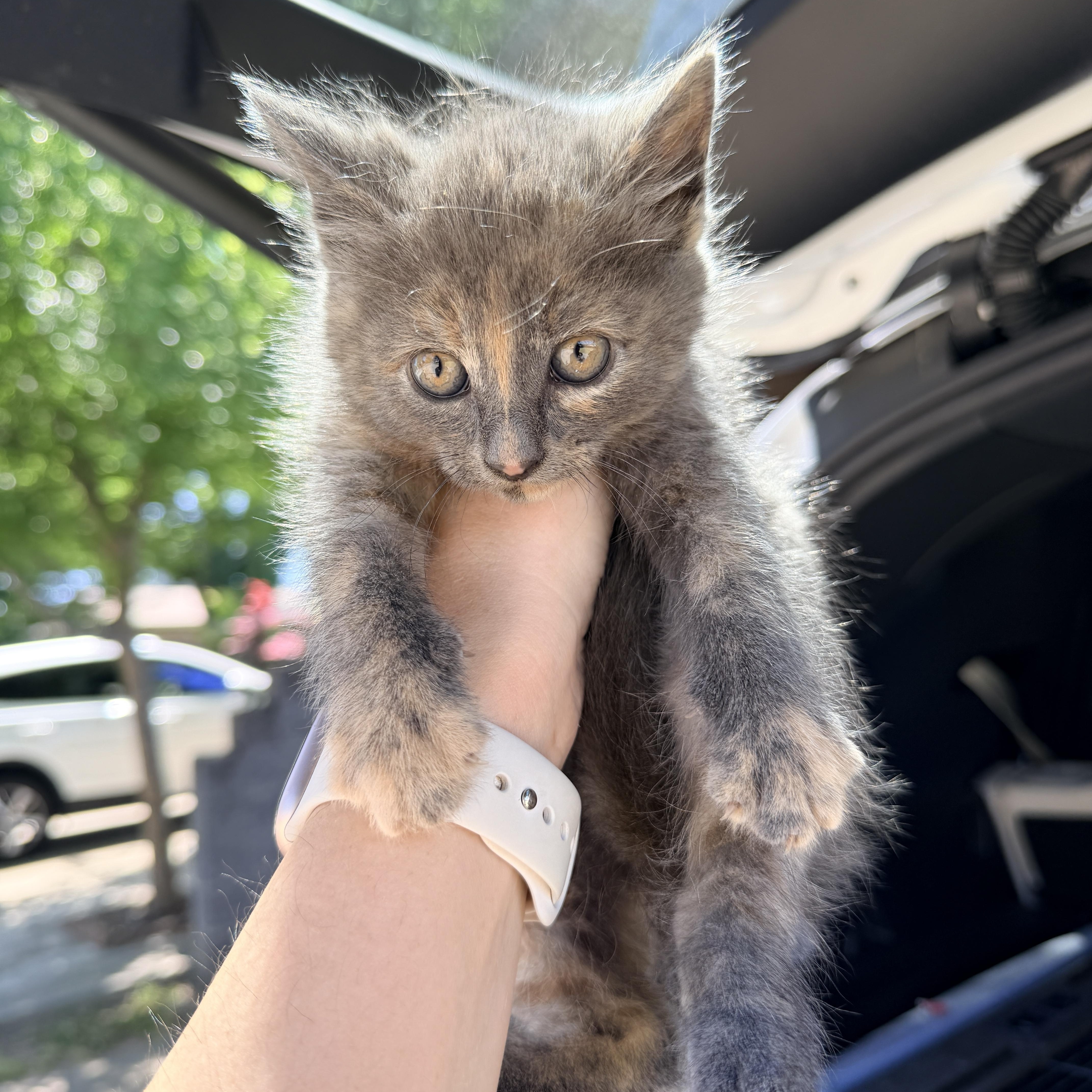 A baby medium-sized female Dilute Tortoiseshell Domestic Short Hair cat named Truffle for adoption in Penryn, CA