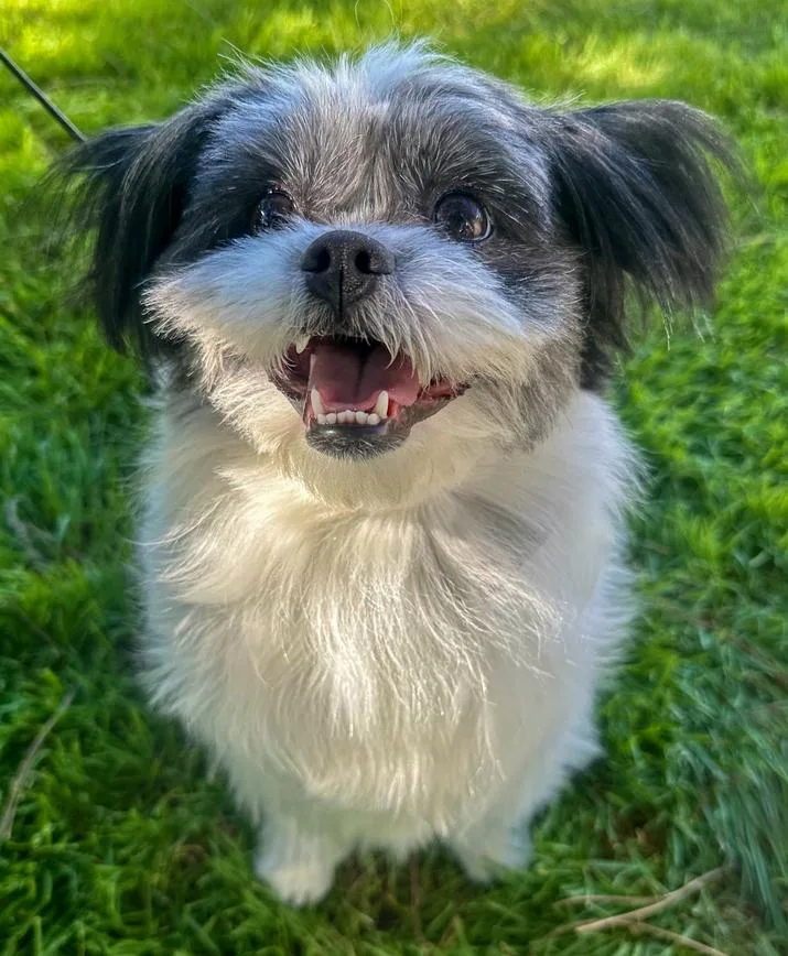 An adult small-sized female Tricolor (Brown, Black, & White) Japanese Chin dog named Aiko for adoption in Jamul, CA