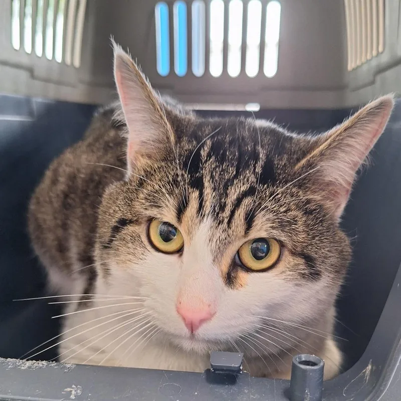An adult medium-sized male White Domestic Short Hair cat named Baymax for adoption in Montgomery, AL