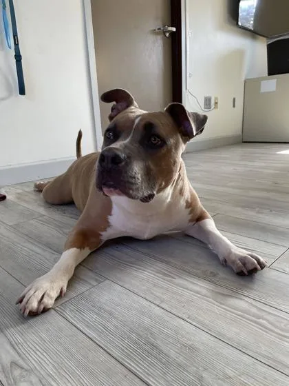 An adult large-sized male Pit Bull Terrier dog named Chunks for adoption in South Bend, IN