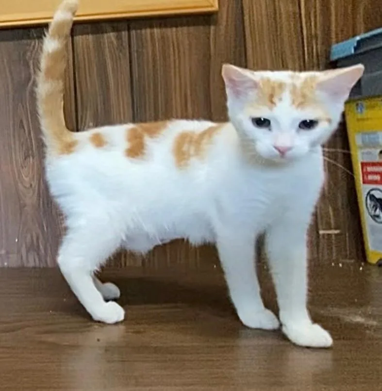 A baby small-sized female Domestic Short Hair cat named Solaris for adoption in Hagerstown, MD