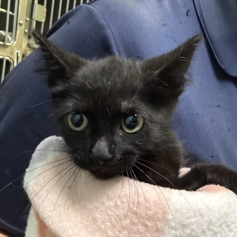A baby small-sized male Black Domestic Short Hair cat named Sulfur for adoption in Jacksonville, AR