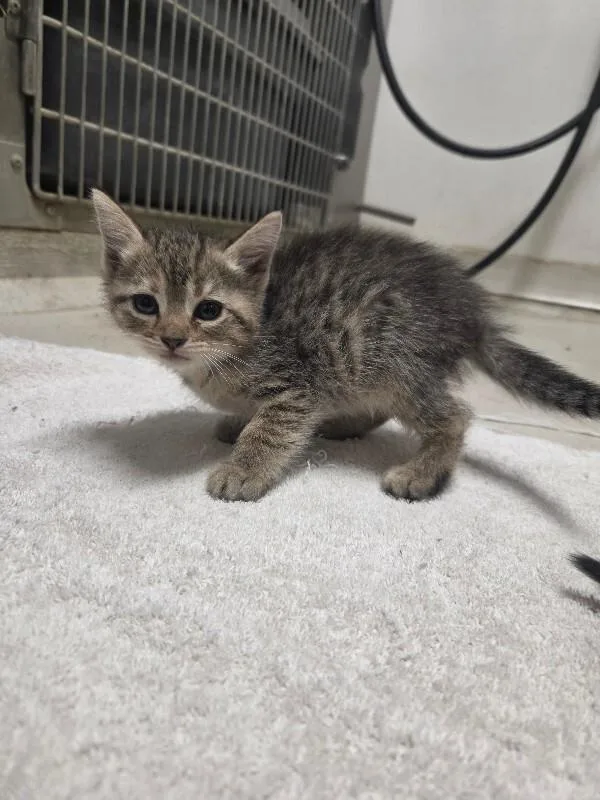 A young medium-sized female Domestic Medium Hair cat named Zero for adoption in Bluffton, IN