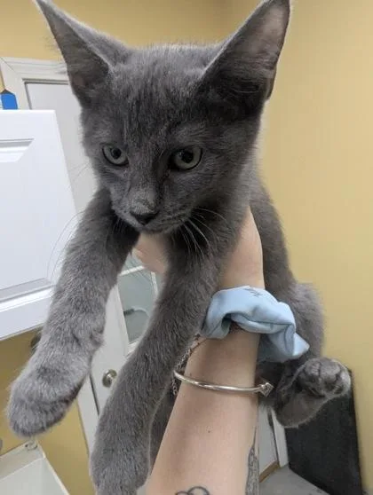 A baby medium-sized female Domestic Short Hair cat named Passion Fruit I for adoption in East Brookfield, MA