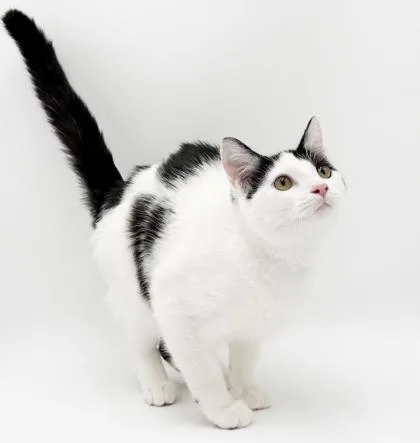 A young small-sized male Domestic Short Hair cat named Shiloh & Salem~ SPONSORED for adoption in Bowling Green, KY