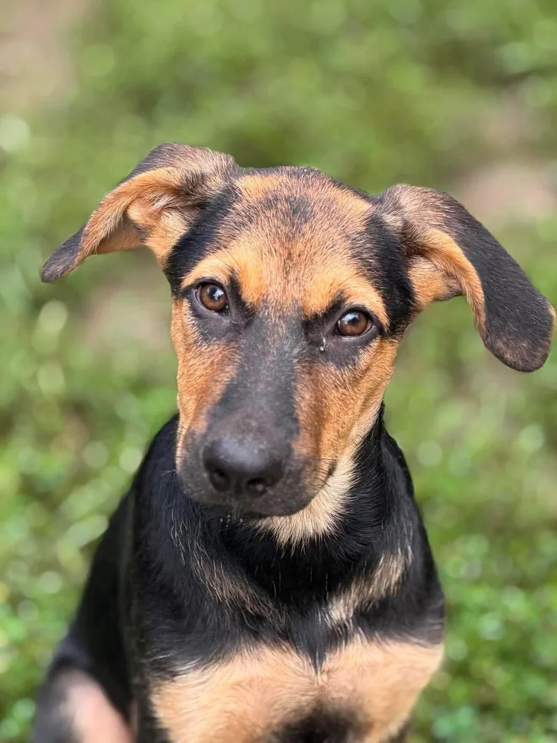 A baby medium-sized male Yellow / Tan / Blond / Fawn Mixed Breed dog named Finley for adoption in BONIFAY, FL