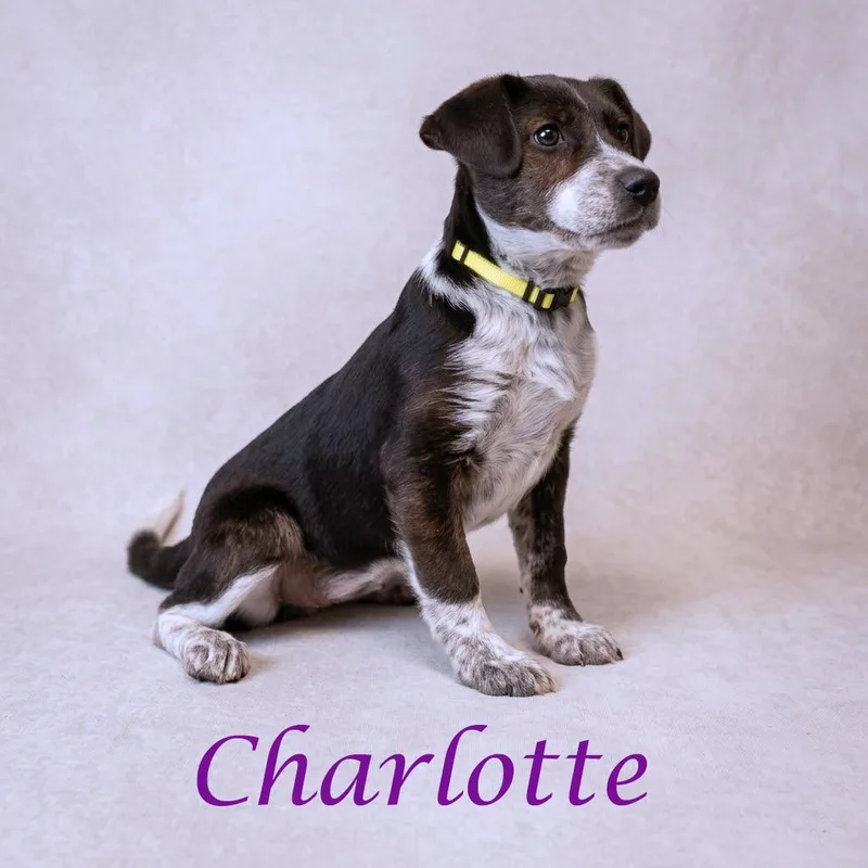 Charlotte D thumbnail 2