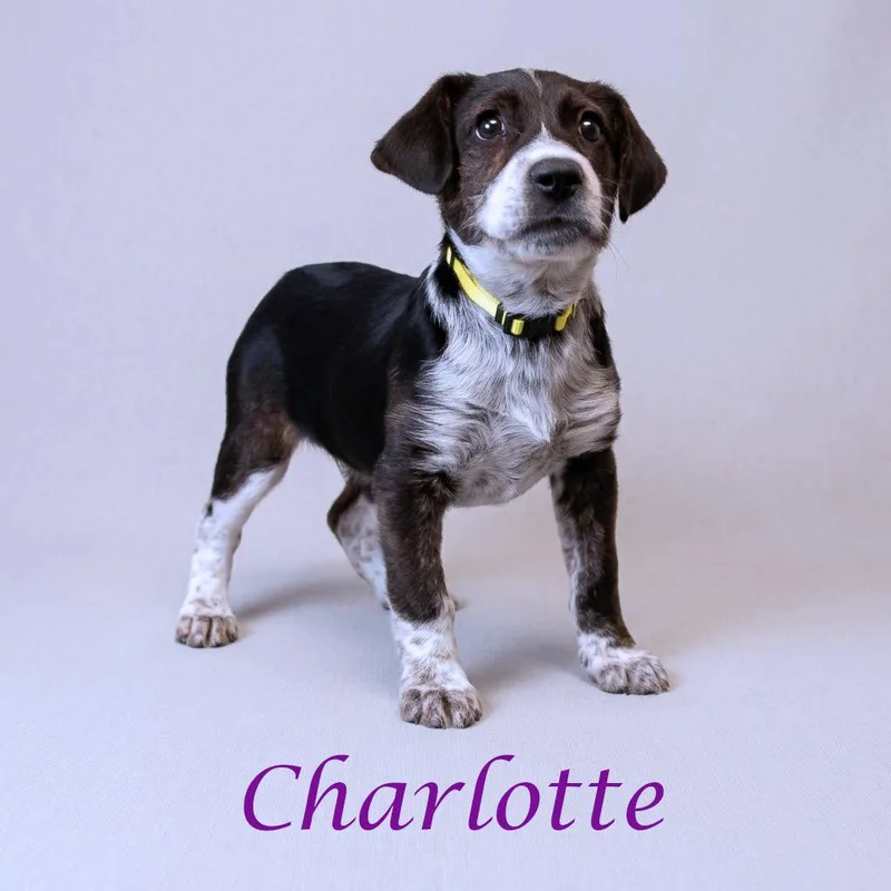 Charlotte D thumbnail 3