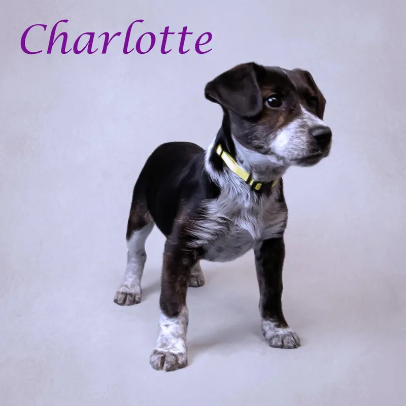Charlotte D thumbnail 4