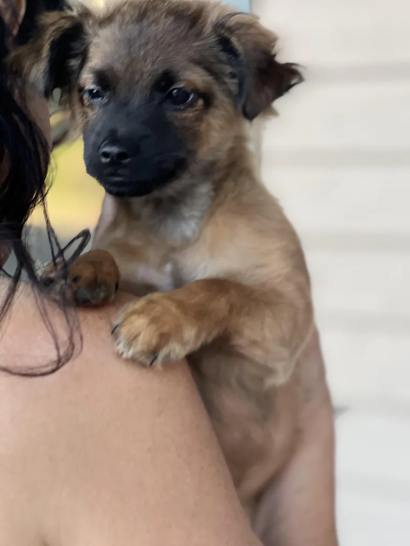 A baby medium-sized male Sable Catahoula Leopard Dog named Duncan for adoption in Encino, CA