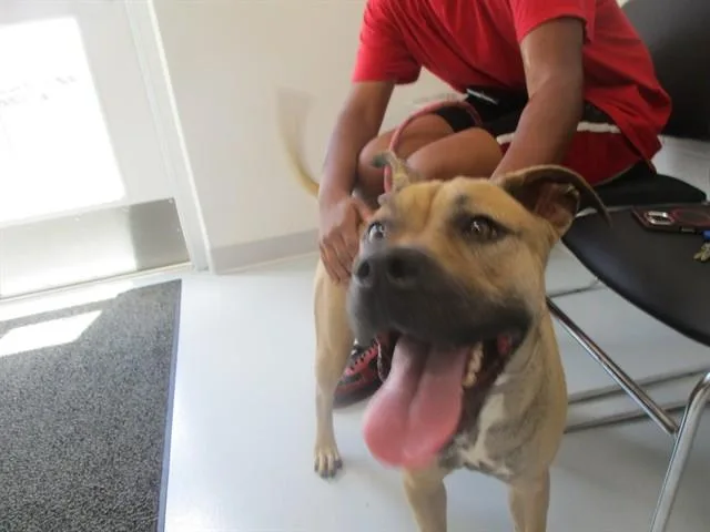 A young medium-sized female Black Mouth Cur dog named Pipit for adoption in Ocala, FL