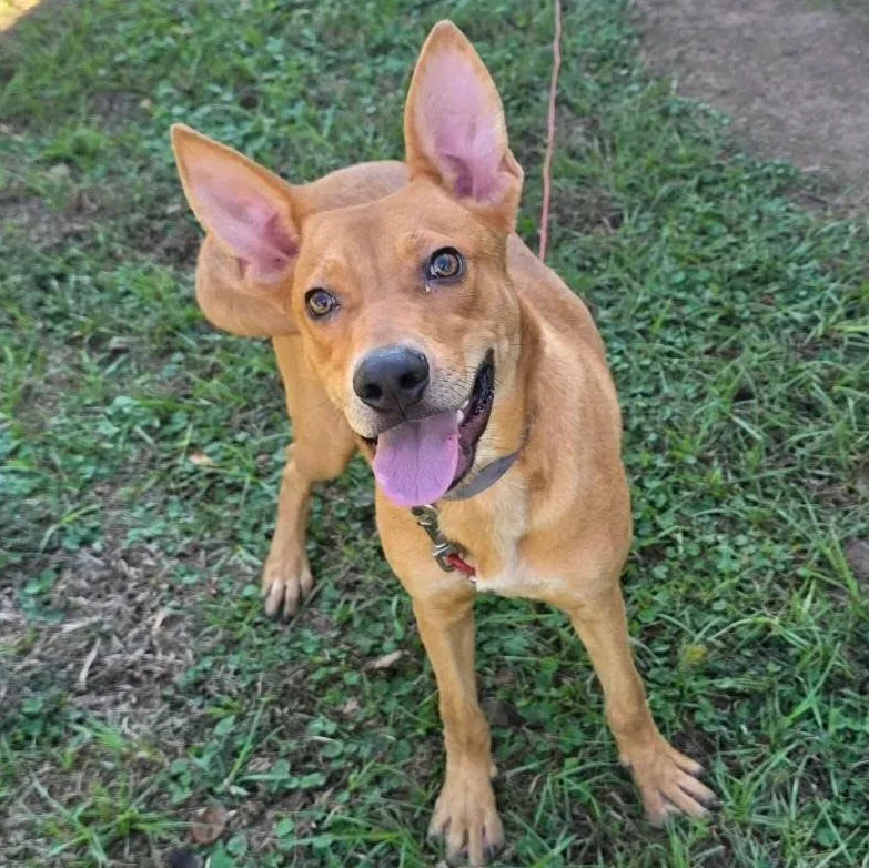 A young medium-sized female Mixed Breed dog named Foxy for adoption in Houston, TX