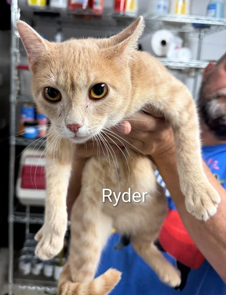 A young small-sized male Domestic Short Hair cat named Ryder for adoption in Lavonia, GA