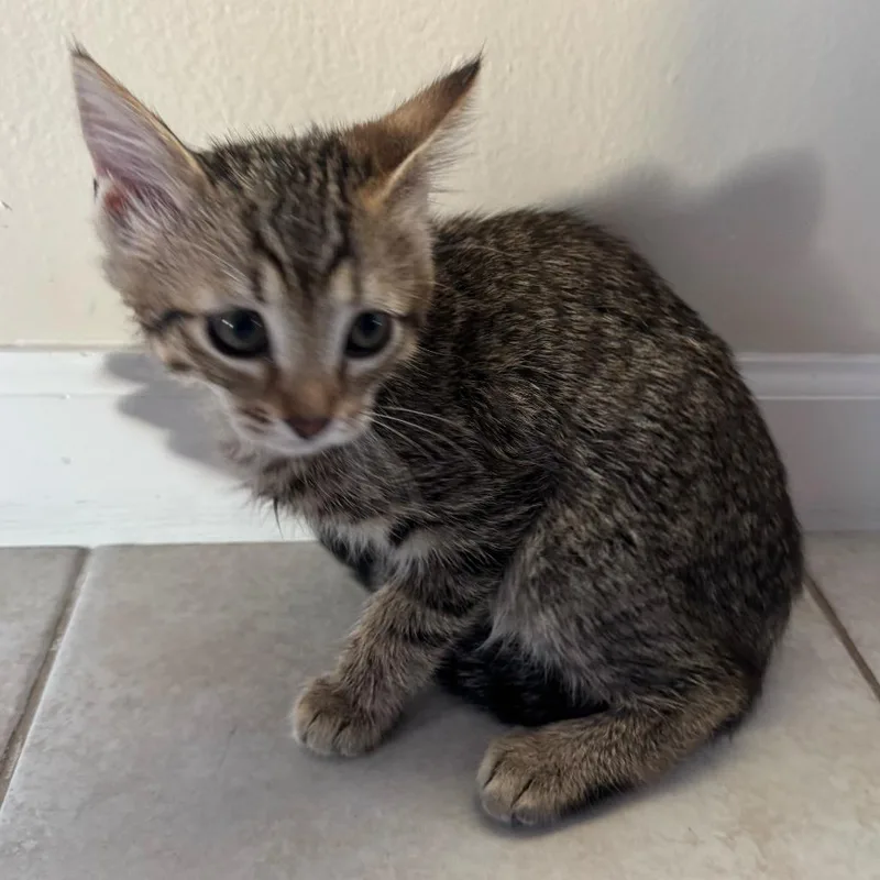 A baby small-sized female Brown / Chocolate Domestic Short Hair cat named Jodi for adoption in Sunnyvale, CA