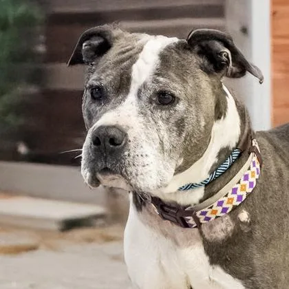 A senior medium-sized female Pit Bull Terrier dog named Katie for adoption in Camano Island, WA