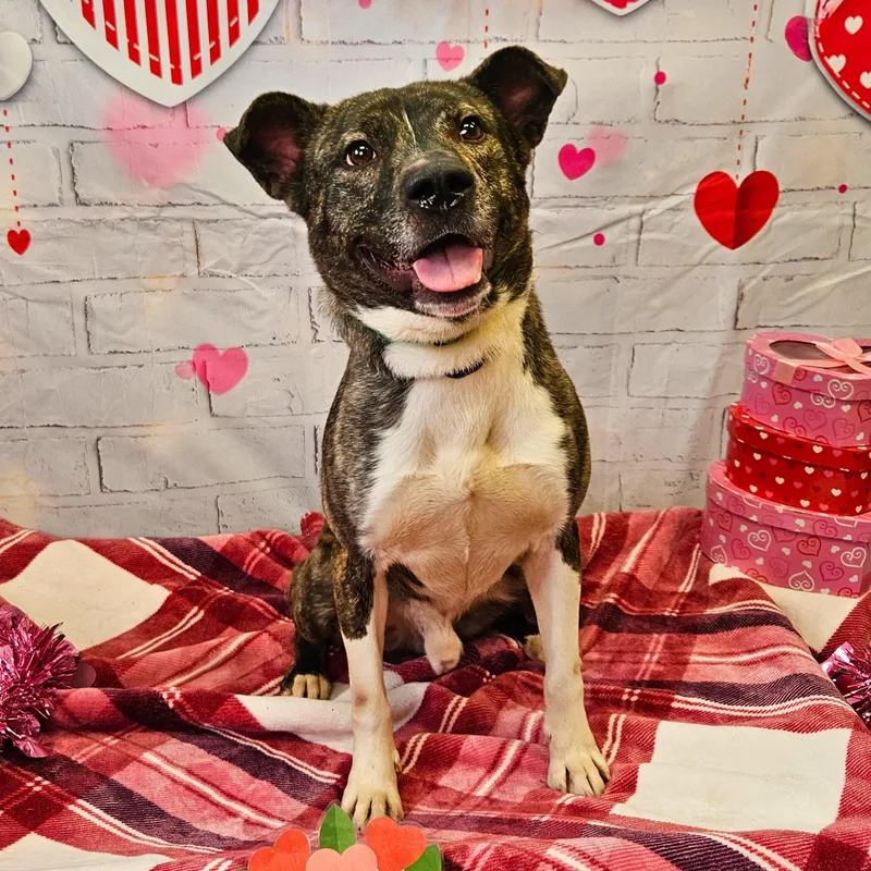 Michelangelo thumbnail 2