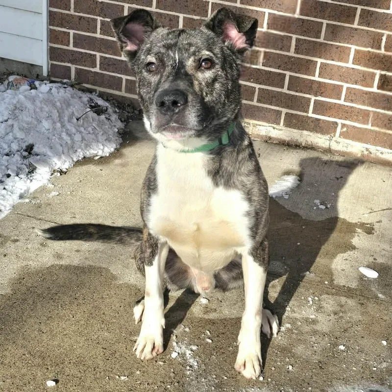 Michelangelo thumbnail 3