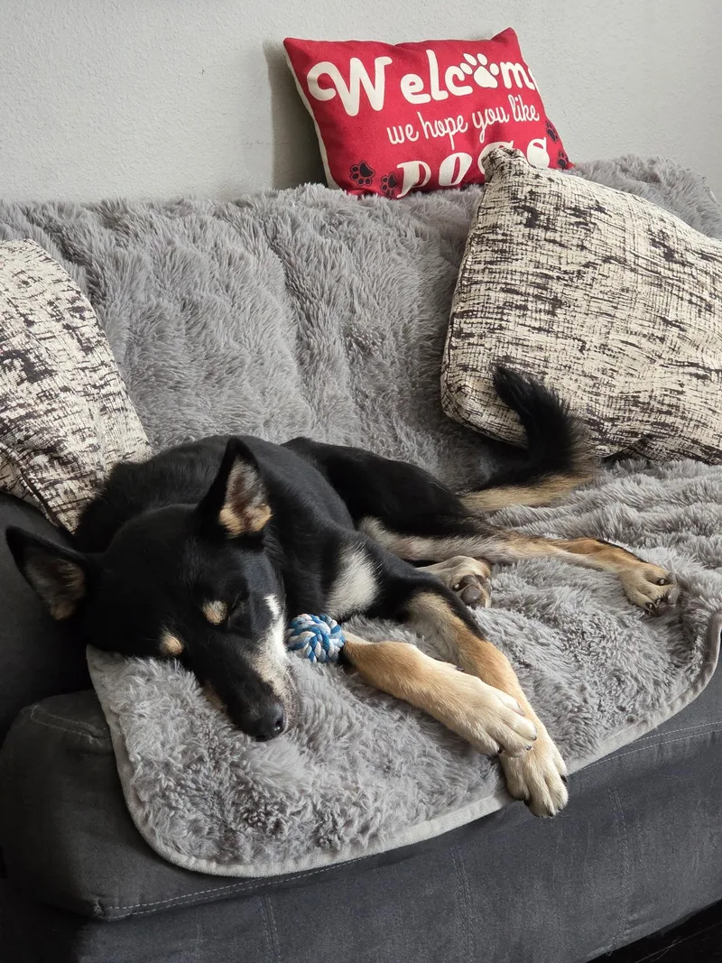 Loki thumbnail 3