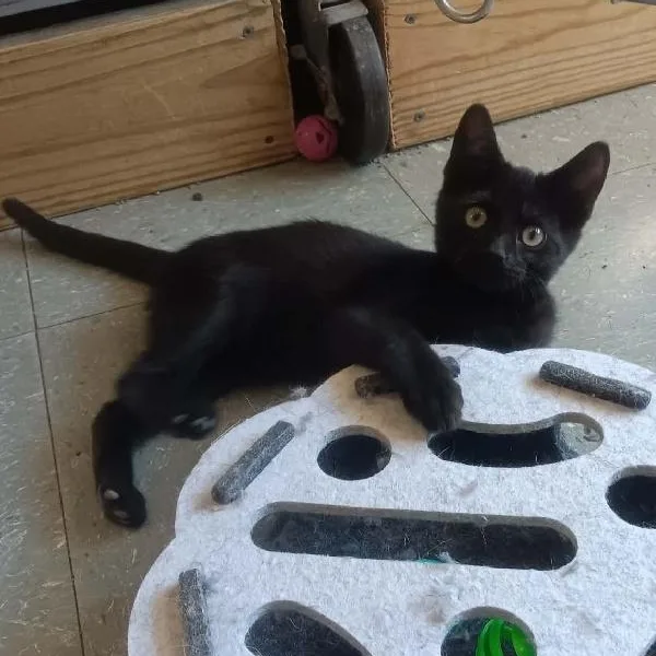 A baby medium-sized female Domestic Short Hair cat named Kat Von D for adoption in Seymour, IN