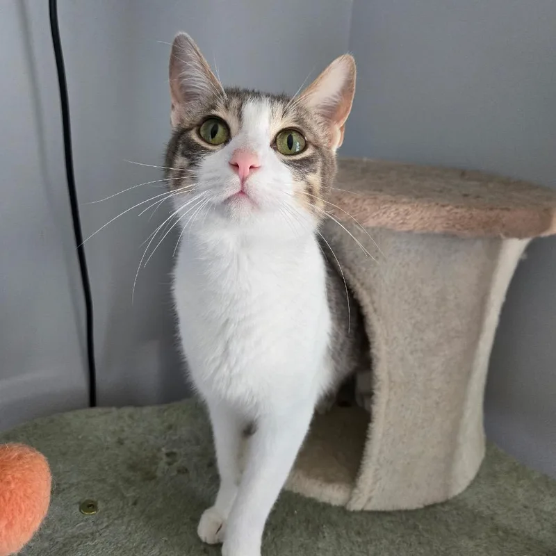 A young small-sized female Domestic Short Hair cat named Rhaenyra for adoption in Inwood, WV