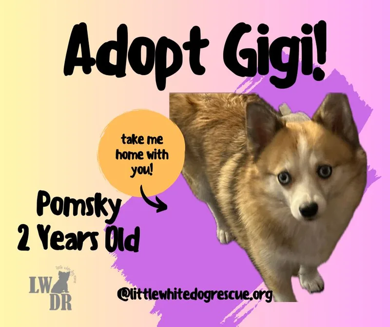 Pomskygigi thumbnail 2