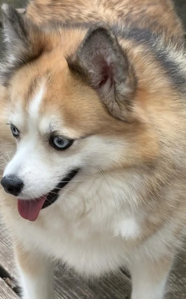 Pomskygigi thumbnail 3