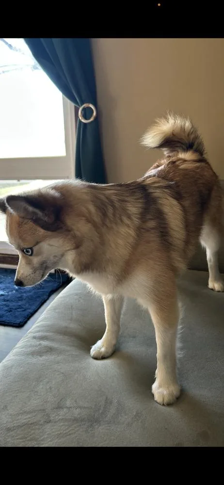 Pomskygigi thumbnail 6