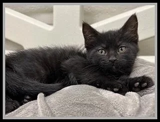 A baby small-sized female Domestic Short Hair cat named Salamander for adoption in Peoria, IL