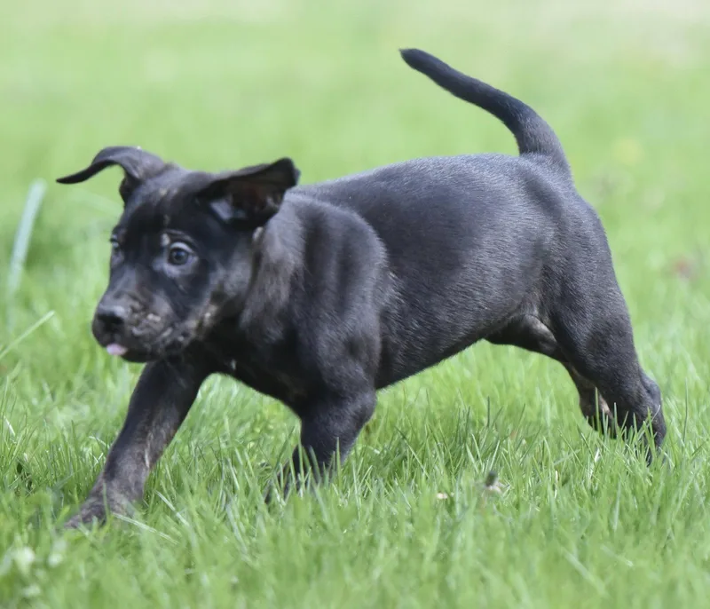 A baby large-sized male Pit Bull Terrier dog named Penn for adoption in Mechanicsburg, PA
