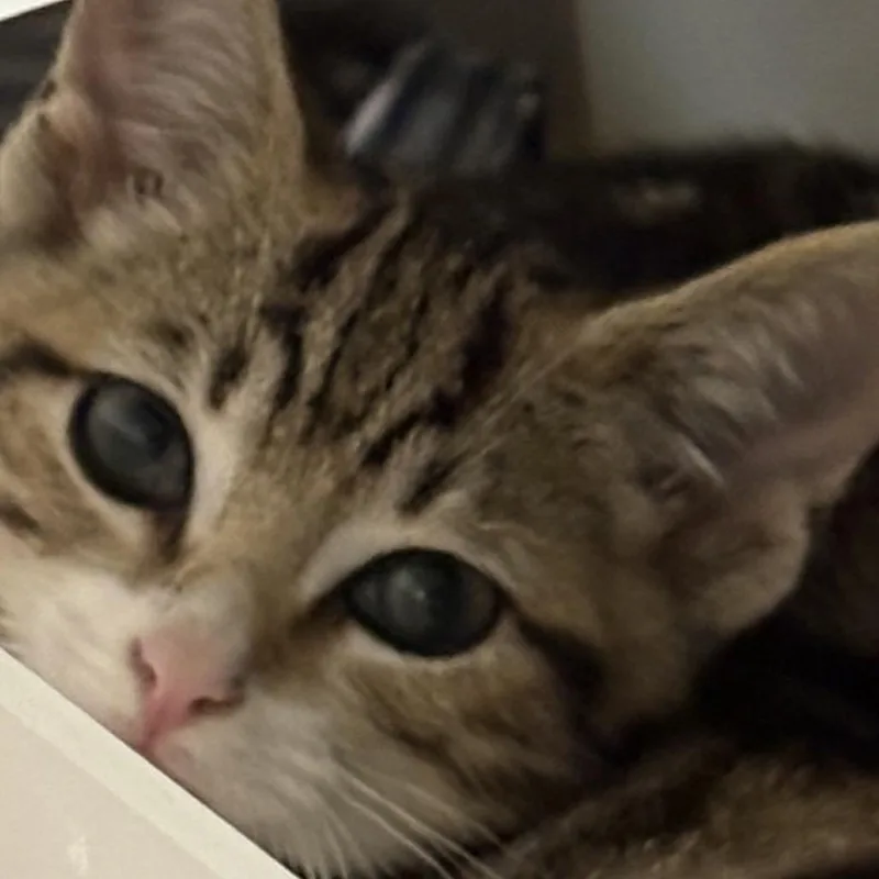 A baby small-sized male Domestic Short Hair cat named Tiki for adoption in Los Angeles, CA
