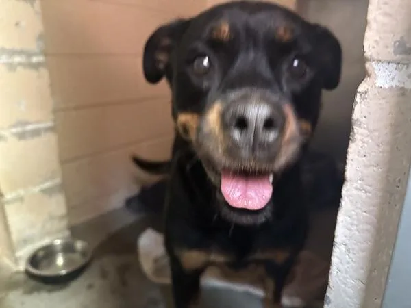 An adult large-sized female Rottweiler dog named Georgia for adoption in Oceanside, CA