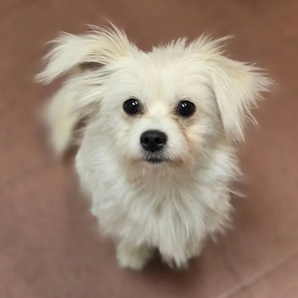 Tasha