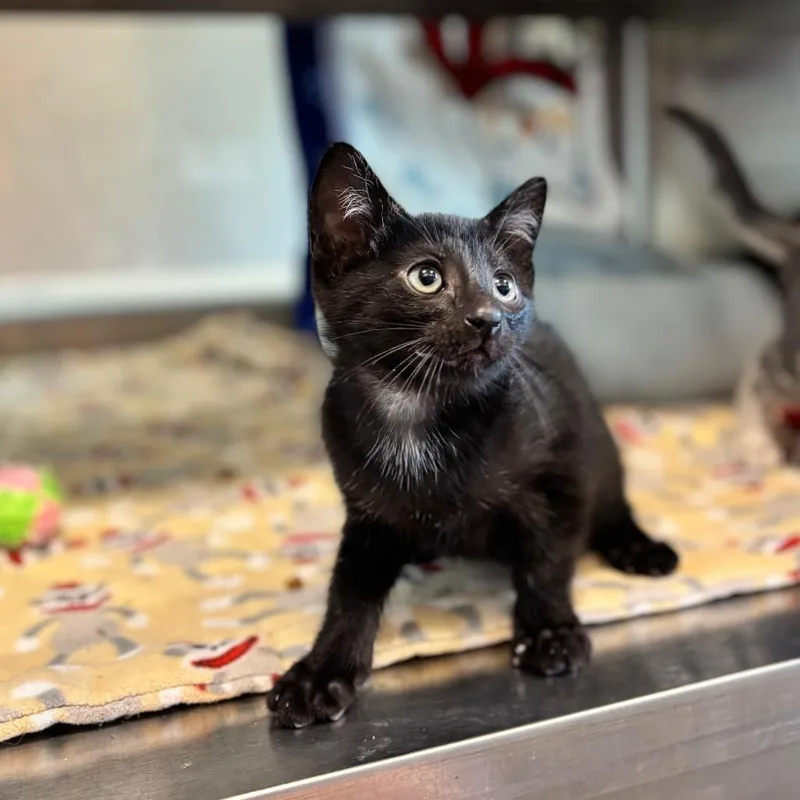 A baby small-sized male Domestic Short Hair cat named Zeus for adoption in Nashville, IN