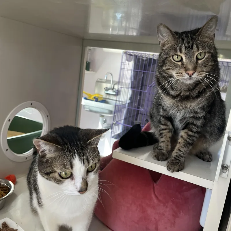 Bandit And Firecracker thumbnail 2