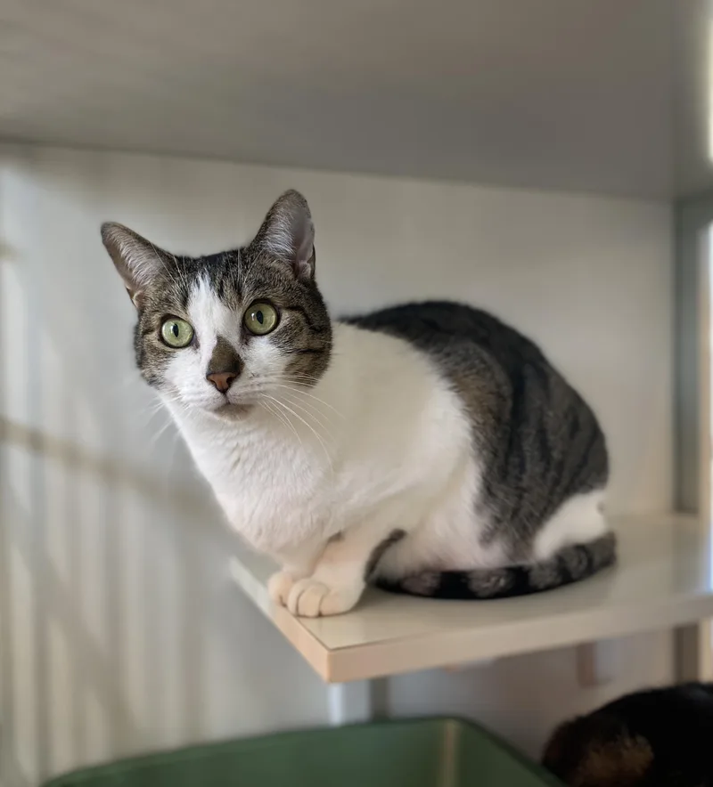 Bandit And Firecracker thumbnail 3