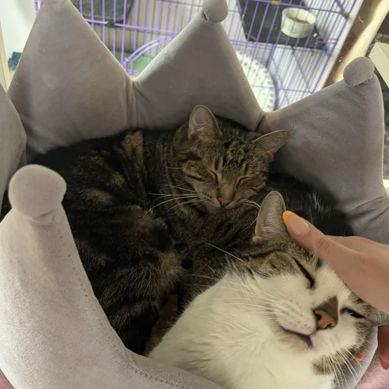 Bandit And Firecracker thumbnail 4