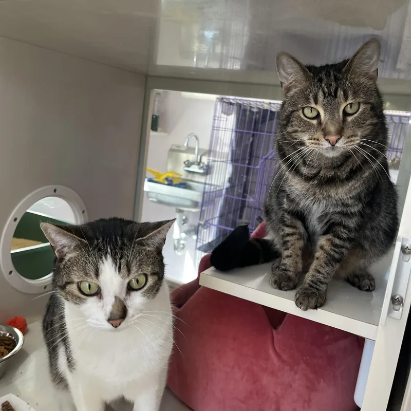 An adult medium-sized male Tabby (Brown / Chocolate) Domestic Short Hair cat named Bandit And Firecracker for adoption in Salisbury, MA