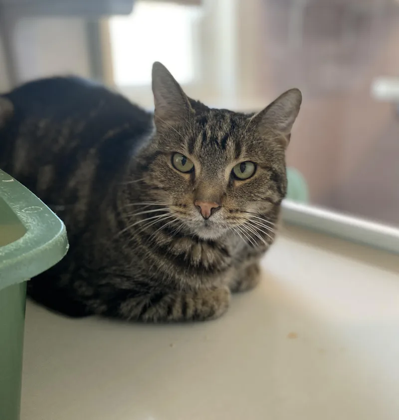 Bandit And Firecracker thumbnail 5