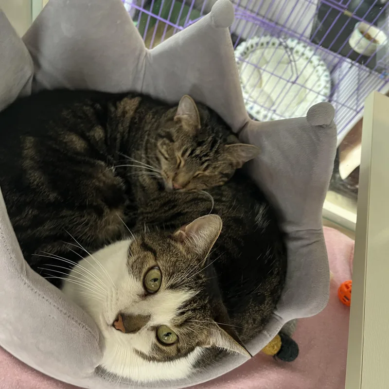 Bandit And Firecracker thumbnail 6