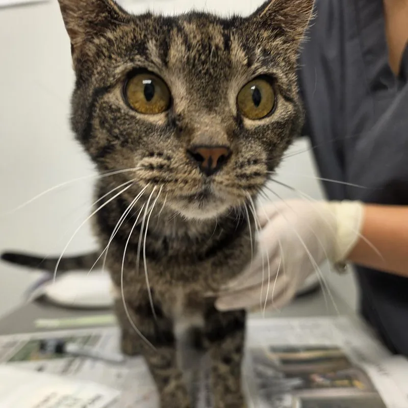 A senior medium-sized female Brown / Chocolate Domestic Short Hair cat named Hazel for adoption in Jacksonville, FL