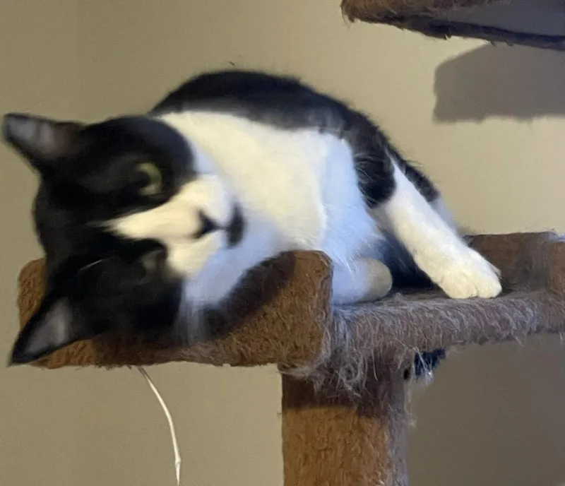 A young medium-sized female Domestic Short Hair cat named Judy for adoption in St. Cloud, MN