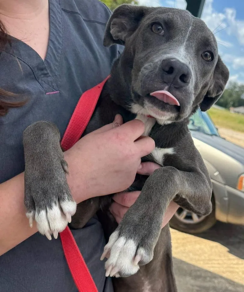 A young large-sized female Pit Bull Terrier dog named Bonnie for adoption in Troy, AL