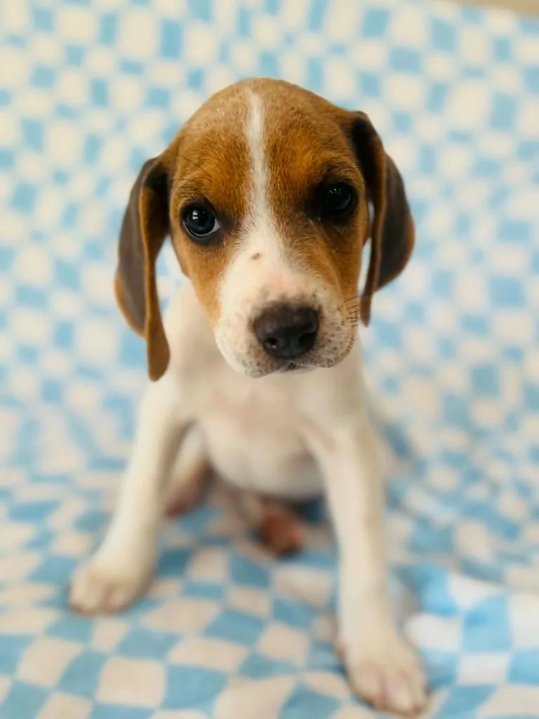 A baby small-sized female Mixed Breed dog named Ashlyn for adoption in Warrenton, NC