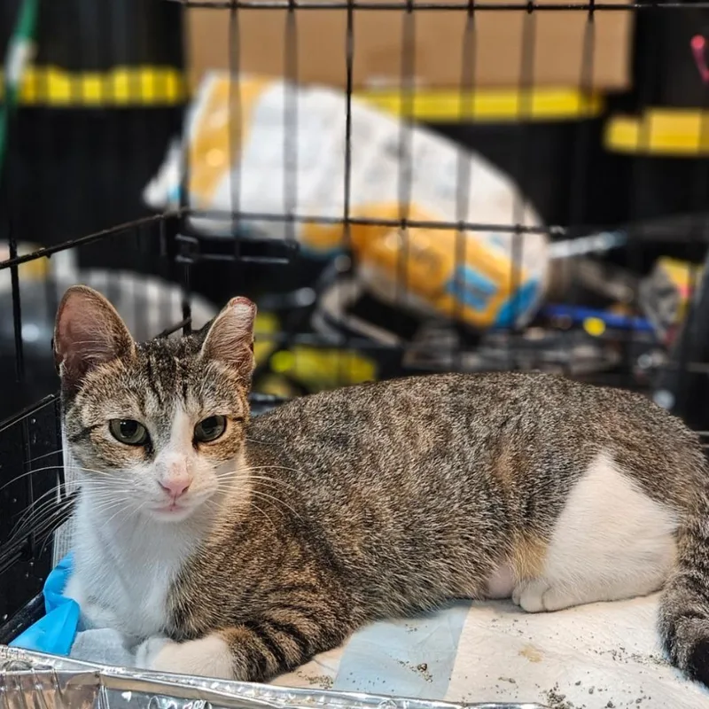 A baby medium-sized female Domestic Short Hair cat named Shelby for adoption in Costa Mesa, CA