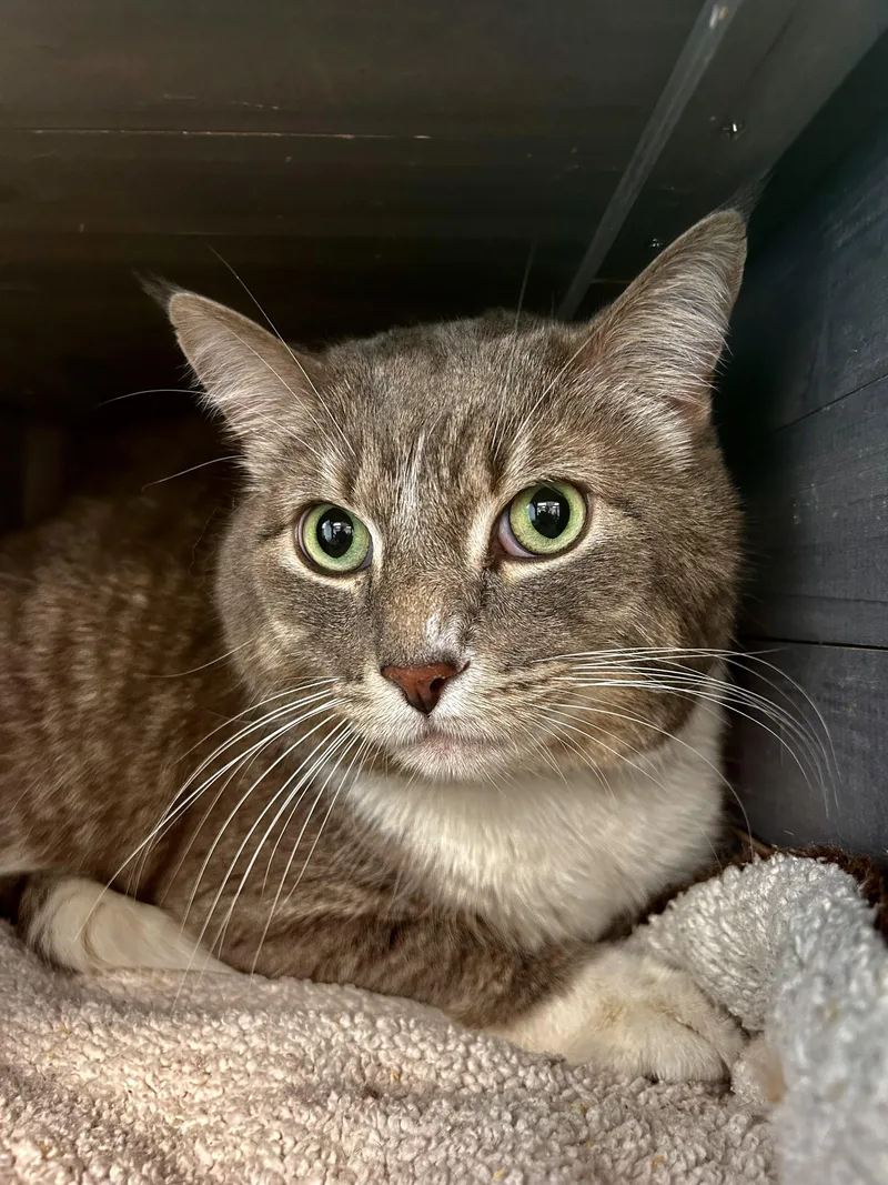 An adult large-sized male Tabby (Gray / Blue / Silver) Tabby cat named Kirby for adoption in Grand Rapids, MI