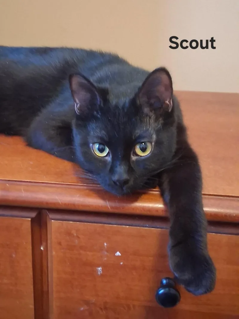 Scout