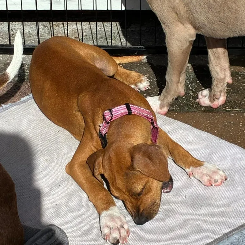 A baby small-sized female Yellow / Tan / Blond / Fawn Mixed Breed dog named Dixie for adoption in Morriston, FL