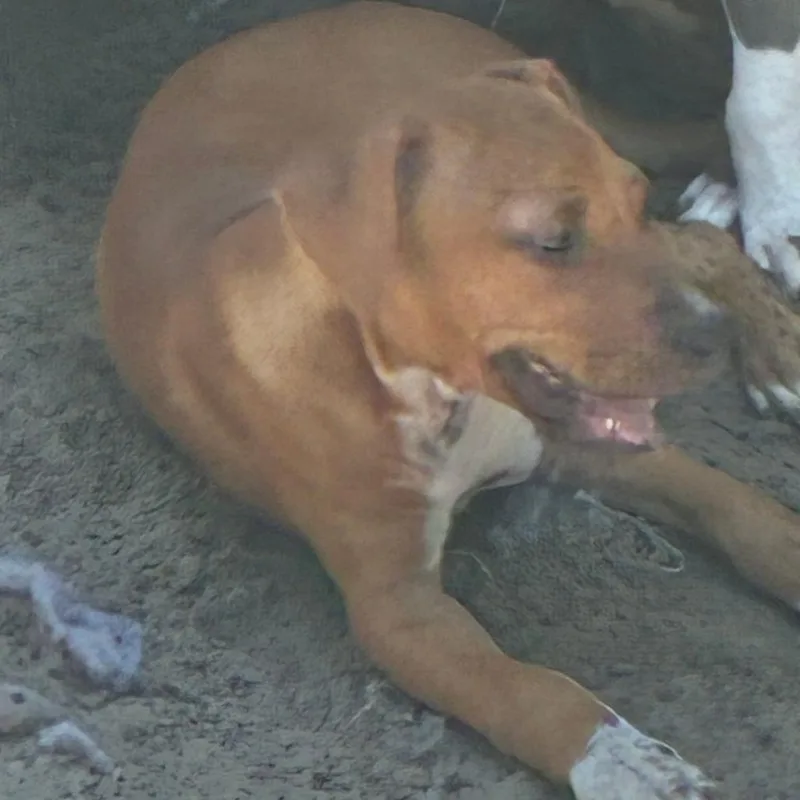 Dixie thumbnail 3