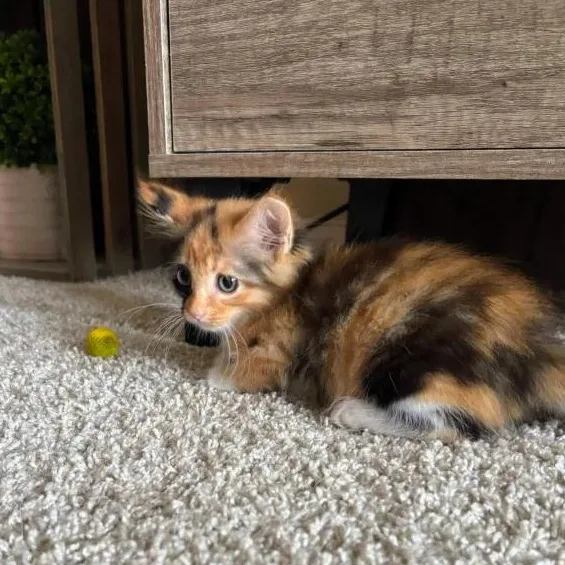 A baby small-sized female Calico Domestic Long Hair cat named Little Bit for adoption in Pearland, TX